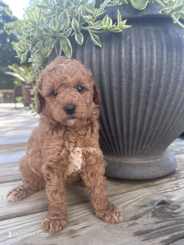 Stella  – Poodle - Miniature  puppy for sale in Mount Airy, NC