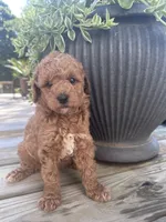 Stella , a female Poodle - Miniature  for sale in Mount Airy, NC – 1 of 4