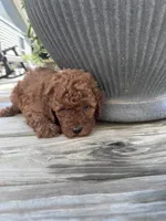Milo, a male Poodle - Miniature  for sale in Mount Airy, NC – 3 of 4
