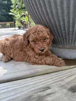 Chloe, a female Poodle - Miniature  for sale in Mount Airy, NC – 4 of 4