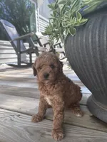 Stella , a female Poodle - Miniature  for sale in Mount Airy, NC – 2 of 4