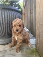 Stella , a female Poodle - Miniature  for sale in Mount Airy, NC – 3 of 4