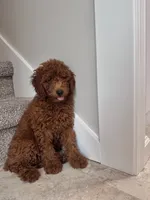 Milo, a male Poodle - Miniature  for sale in Mount Airy, NC – 2 of 6