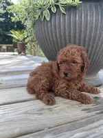Milo, a male Poodle - Miniature  for sale in Mount Airy, NC – 2 of 4
