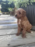 Mia, a female Poodle - Miniature  for sale in Mount Airy, NC – 4 of 5
