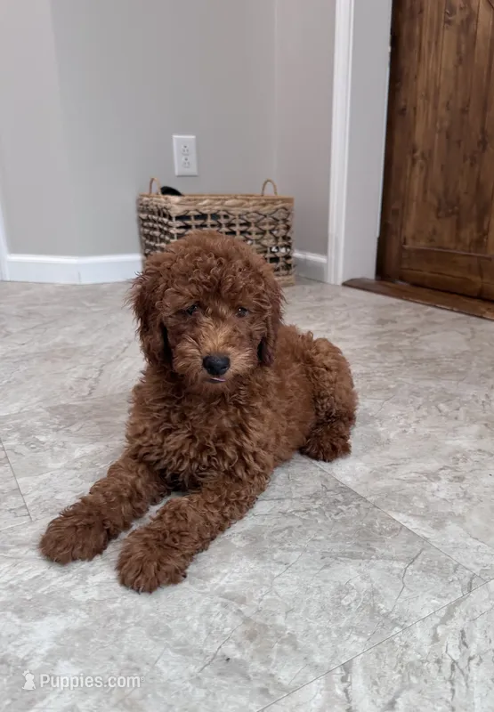 Milo – Poodle - Miniature  puppy for sale in Mount Airy, NC