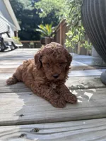Chloe, a female Poodle - Miniature  for sale in Mount Airy, NC – 3 of 4