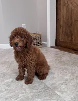 Milo, a male Poodle - Miniature  for sale in Mount Airy, NC – 6 of 6
