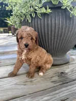 Mia, a female Poodle - Miniature  for sale in Mount Airy, NC – 5 of 5