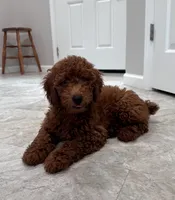 Milo, a male Poodle - Miniature  for sale in Mount Airy, NC – 4 of 6