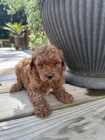 Chloe, a female Poodle - Miniature  for sale in Mount Airy, NC – 2 of 4