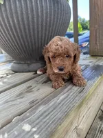 Bella , a female Poodle - Miniature  for sale in Mount Airy, NC – 2 of 5