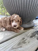 Bruno, a male Poodle - Miniature  for sale in Mount Airy, NC – 4 of 4