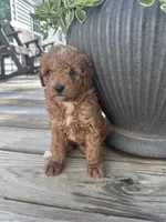 Mia, a female Poodle - Miniature  for sale in Mount Airy, NC – 2 of 5