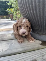 Bruno, a male Poodle - Miniature  for sale in Mount Airy, NC – 2 of 4
