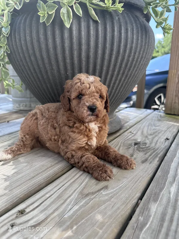 Mia – Poodle - Miniature  puppy for sale in Mount Airy, NC