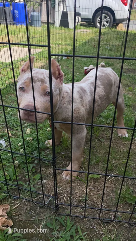 Blue – American Bully puppy for sale in Aston Township, PA
