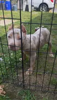 Blue, a female American Bully for sale in Aston Township, PA – 1 of 5