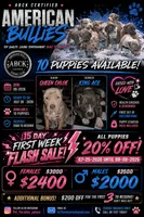 Blue, a female American Bully for sale in Aston Township, PA – 4 of 5
