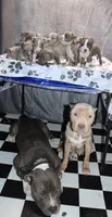 Blue, a female American Bully for sale in Aston Township, PA – 2 of 5