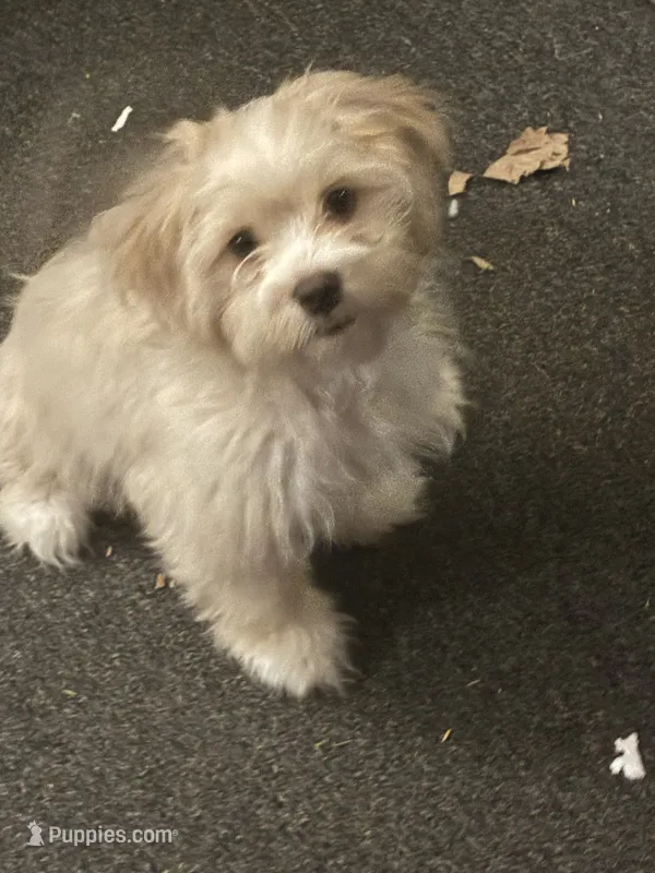 Rusty – Havamalt puppy for sale in Chester, SC
