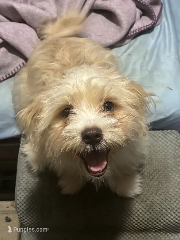Rusty – Havamalt puppy for sale in Chester, SC