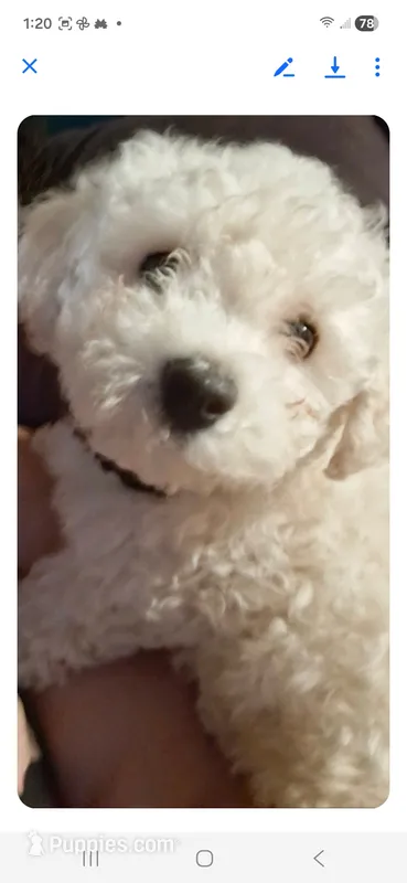 Buster, a male Bichon Frise for sale in Kenna, WV – 1 of 2
