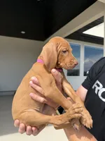 Puppy with pink, a female Vizsla for sale in Eagle Mountain, UT – 2 of 4
