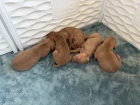 Puppy b, a male Vizsla for sale in Eagle Mountain, UT – 6 of 6