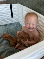 Puppy a, a male Vizsla for sale in Eagle Mountain, UT – 4 of 8