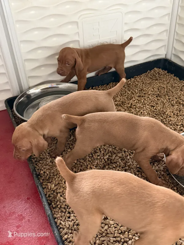 Puppy c – Vizsla puppy for sale in Eagle Mountain, UT