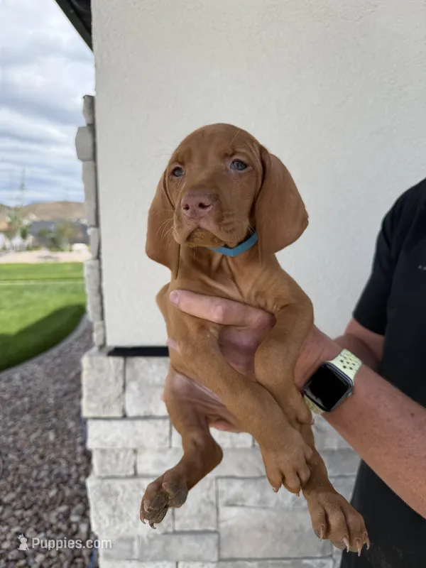 Puppy with blue collar – Vizsla puppy for sale in Eagle Mountain, UT