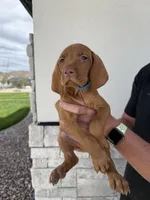 Puppy with blue collar, a male Vizsla for sale in Eagle Mountain, UT – 1 of 8
