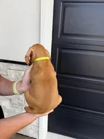 Puppy green collar, a male Vizsla for sale in Eagle Mountain, UT – 4 of 4