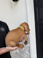 Puppy green collar, a male Vizsla for sale in Eagle Mountain, UT – 3 of 4