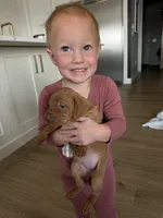 Puppy a, a male Vizsla for sale in Eagle Mountain, UT – 7 of 8