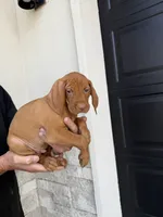 Puppy green collar, a male Vizsla for sale in Eagle Mountain, UT – 2 of 4