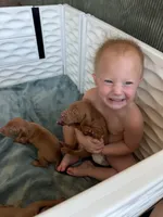 Puppy a, a male Vizsla for sale in Eagle Mountain, UT – 1 of 8