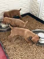 Puppy a, a male Vizsla for sale in Eagle Mountain, UT – 5 of 8