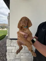 Puppy with blue collar, a male Vizsla for sale in Eagle Mountain, UT – 8 of 8