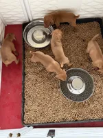 Puppy c, a female Vizsla for sale in Eagle Mountain, UT – 2 of 2