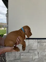 Puppy with blue collar, a male Vizsla for sale in Eagle Mountain, UT – 7 of 8