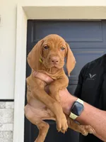 Puppy green collar, a male Vizsla for sale in Eagle Mountain, UT – 1 of 4