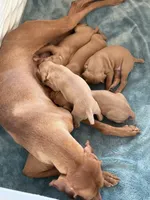 Puppy a, a male Vizsla for sale in Eagle Mountain, UT – 2 of 8
