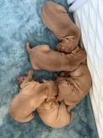 Puppy b, a male Vizsla for sale in Eagle Mountain, UT – 5 of 6