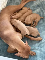 Puppy b, a male Vizsla for sale in Eagle Mountain, UT – 4 of 6