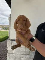 Puppy with blue collar, a male Vizsla for sale in Eagle Mountain, UT – 4 of 8