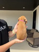 Puppy with pink, a female Vizsla for sale in Eagle Mountain, UT – 4 of 4