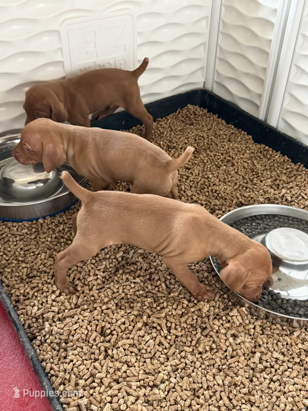 Puppy b – Vizsla puppy for sale in Eagle Mountain, UT