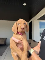 Puppy with pink, a female Vizsla for sale in Eagle Mountain, UT – 1 of 4